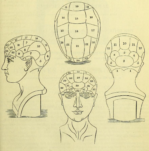 phrenology
